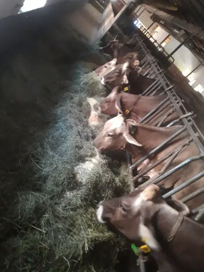 Landwirtschaft zur Weiterführung gesucht