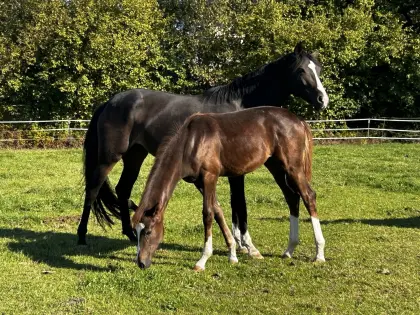 Bella Vitalia BS, österr. Warmblutstute