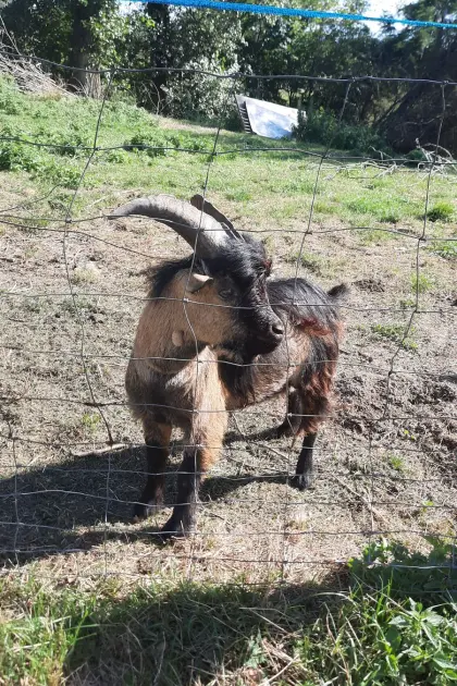 Mini-Zwergziegenbock, 1,5 Jahre alt