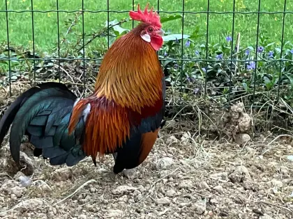 Holländischer Zwerghahn goldhalsig