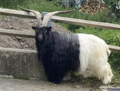 Walliser Schwarzhalsbock
