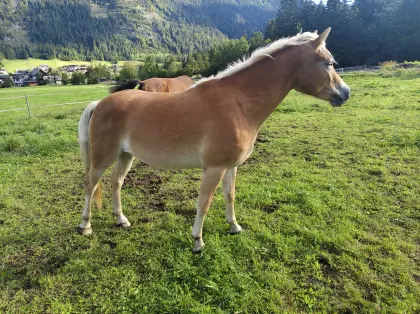 Haflingerstute