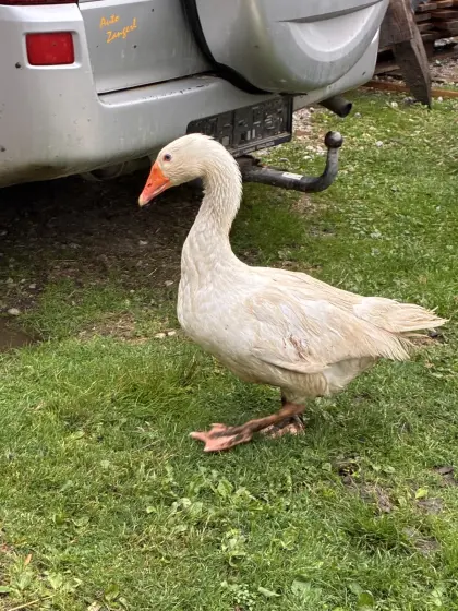 Gans zu verkaufen