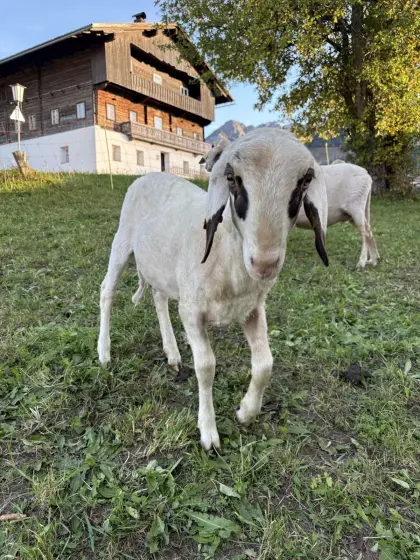 Brillenschaf Jungwidder