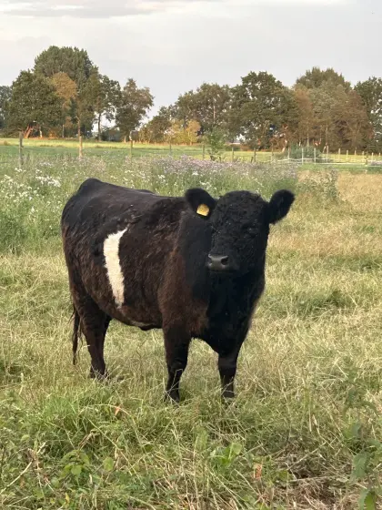 Galloway-Kuh mit belted Kalb bei Fuß