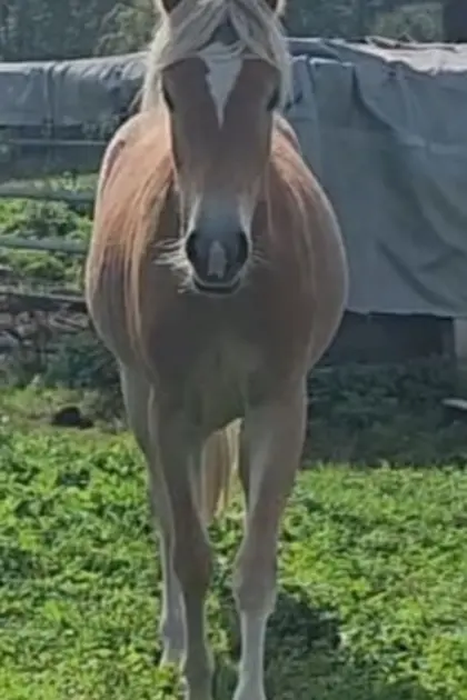 Traum-Haflinger