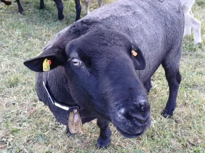 Jurawidder