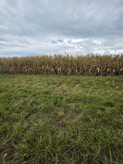 7 ha Silomais ab Feld zu verkaufen (2x 3,5 ha)