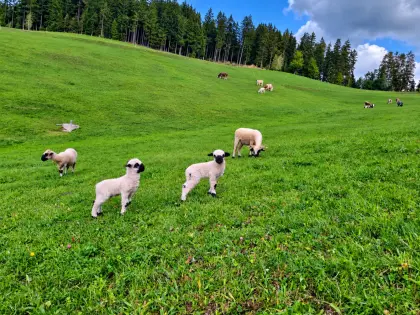 Walliser Schwarznasenschafe