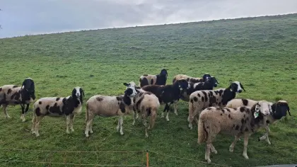 Tscheggen