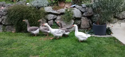 Gänse
