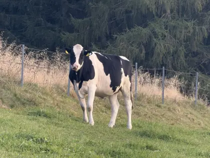 Trächtige HF-Kalbin zu verkaufen