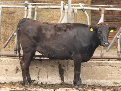 1 reinrassige, belegte Wagyu-Kalbinnen, Bio