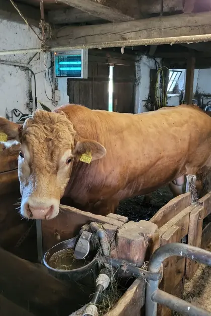 Limousin Sprungstier