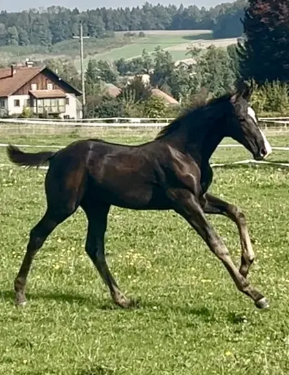 Don Noir BS, österr. Warmblut-Hengst