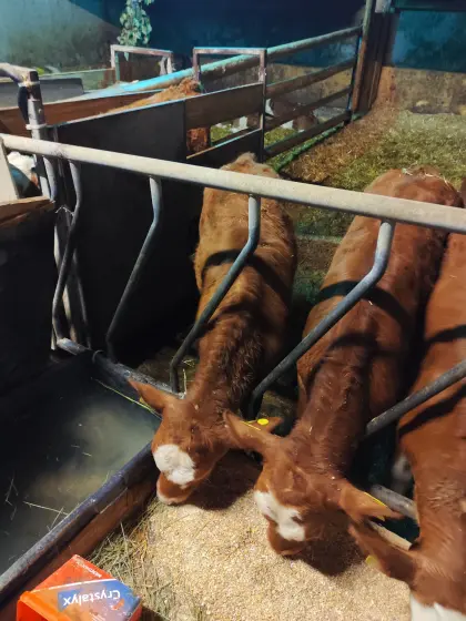 2 Stk. Limousin Kuhkälber (Fresser)
