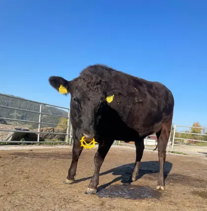 Wagyu Kalbin Olivia