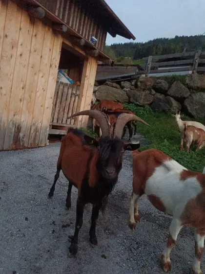 GGZ-Bock