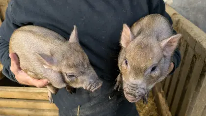 Mikroschweine, Minischweine, Minipigs, Teacuppigs