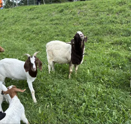 Burenziegenbock