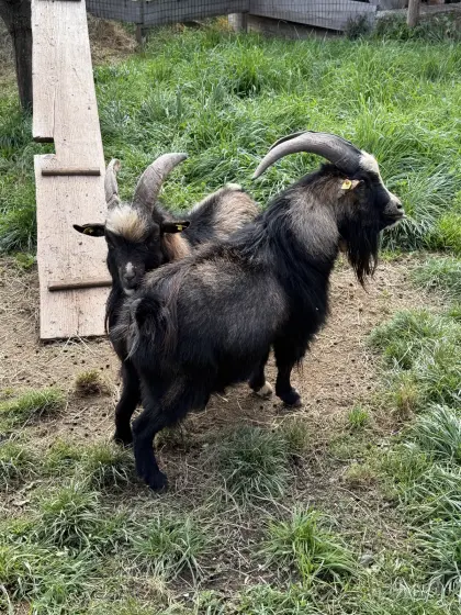 Ziegenbock