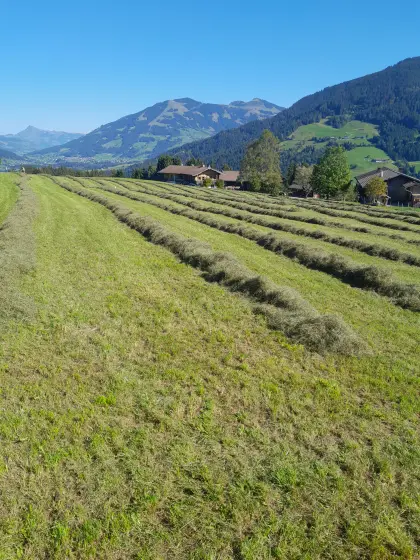 Heu für Rehwild zu verkaufen