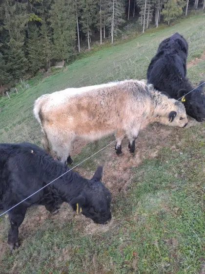 Bio-Galloway Stierkälber