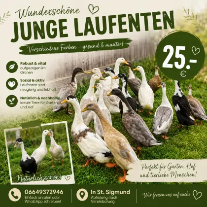Laufenten
