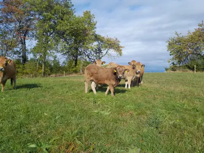 Aubrac