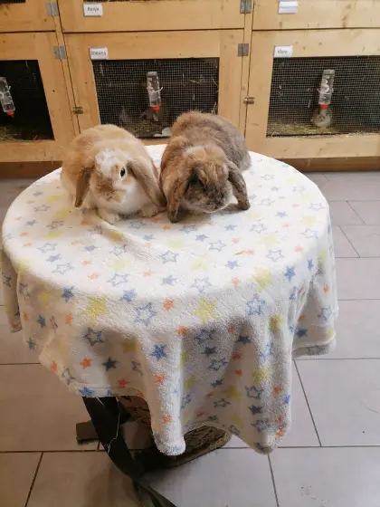 Zwergwidder, Zwergkaninchen