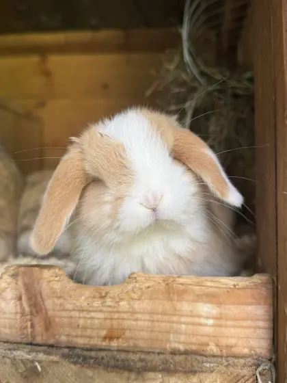 Minilops