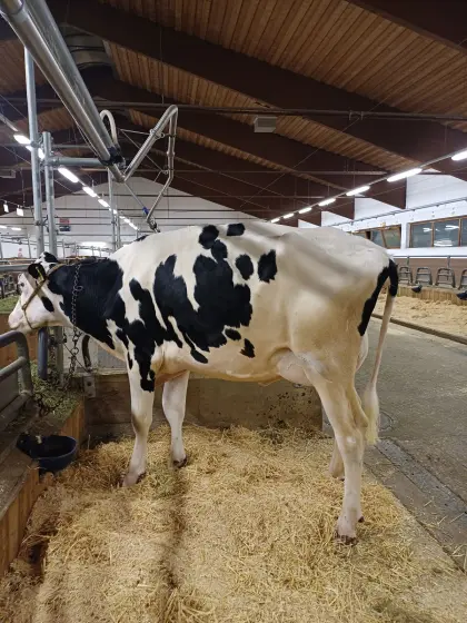 Holstein
