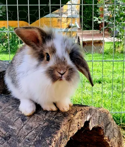 8 Wochen alte Kaninchen zu verkaufen!