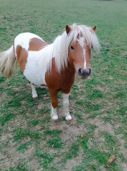 Chico Sunrise, Mini-Shetlandpony-Hengst