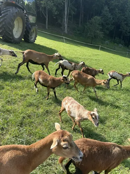 Kamerunschafe