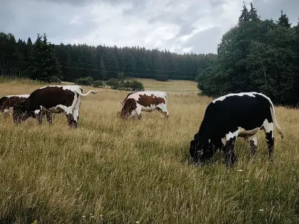Pinzgauer Ochsen