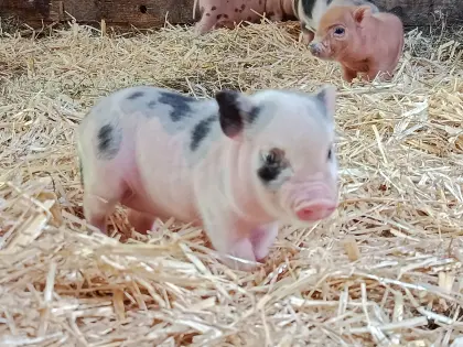 Minischwein-Ferkelchen, bereit umzuziehen