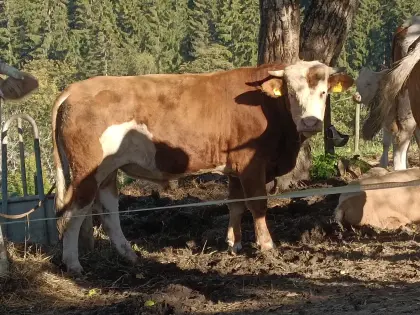 Sprungstier