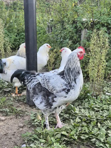 Junghähne Sundheimer-Marans