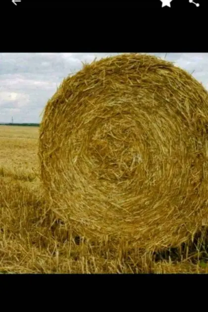 Stroh Gerste und Weizen Rundballen