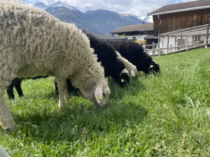 Suche hornlosen Waldschafwidder