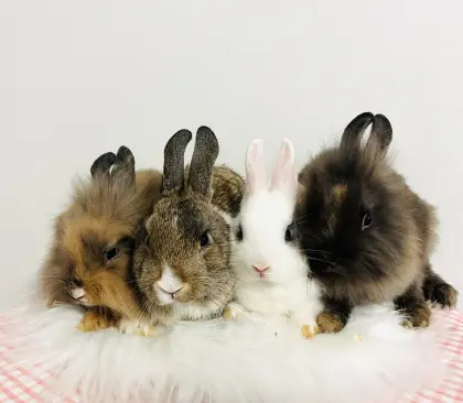 Zwergkaninchen-Babys, Farbenzwerge, Minilop, Löwenköpfchen