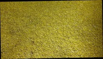 Körnermais, Futtermais