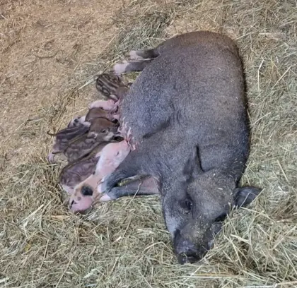 Echte Minischweinferkel