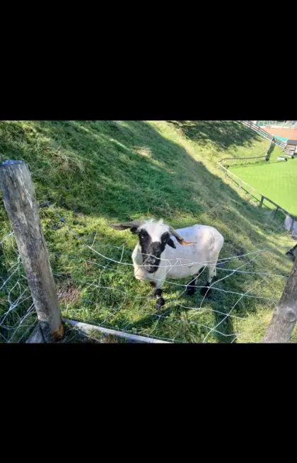 Walliser Schaf