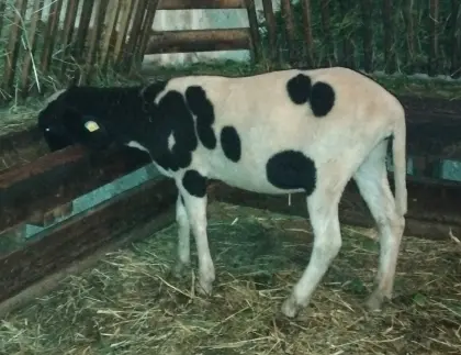Tscheggenschaf
