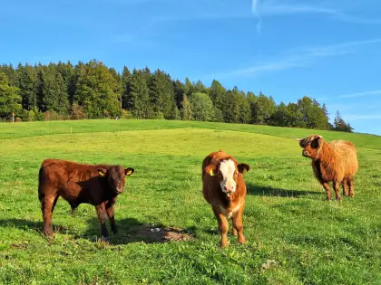 Verkaufe Kuhkalb