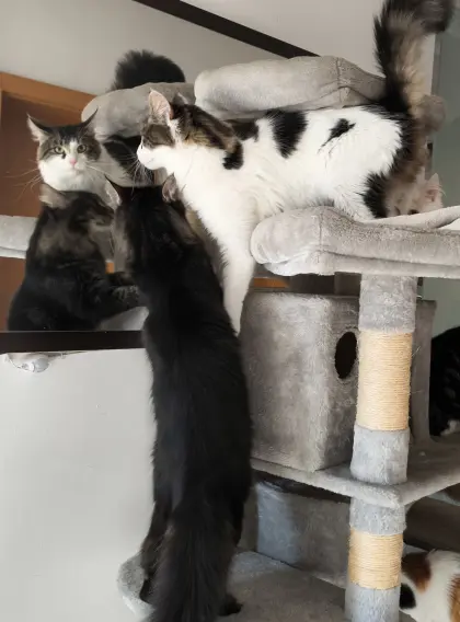 Alle Farben Maine-Coon-Kätzchen, auch Mixe