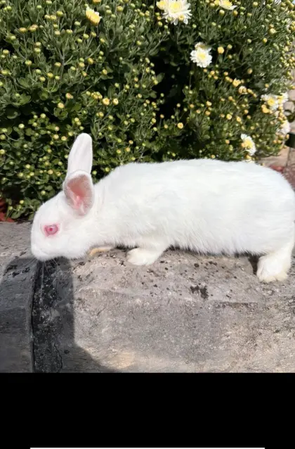 Albino-Kaninchen