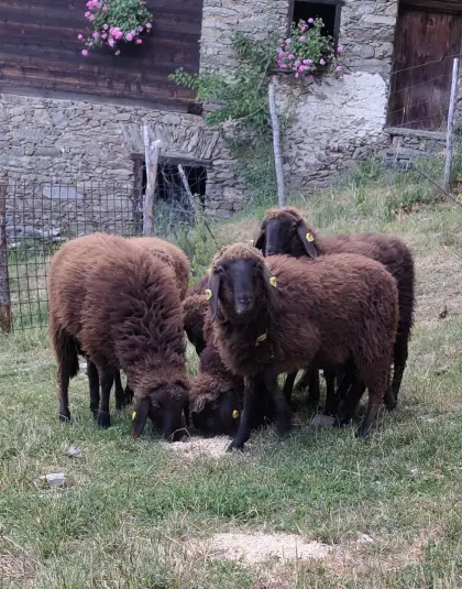 Herdenauflassung braune Bergschafe